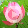 2. Meditation with breathing (VIDEO)